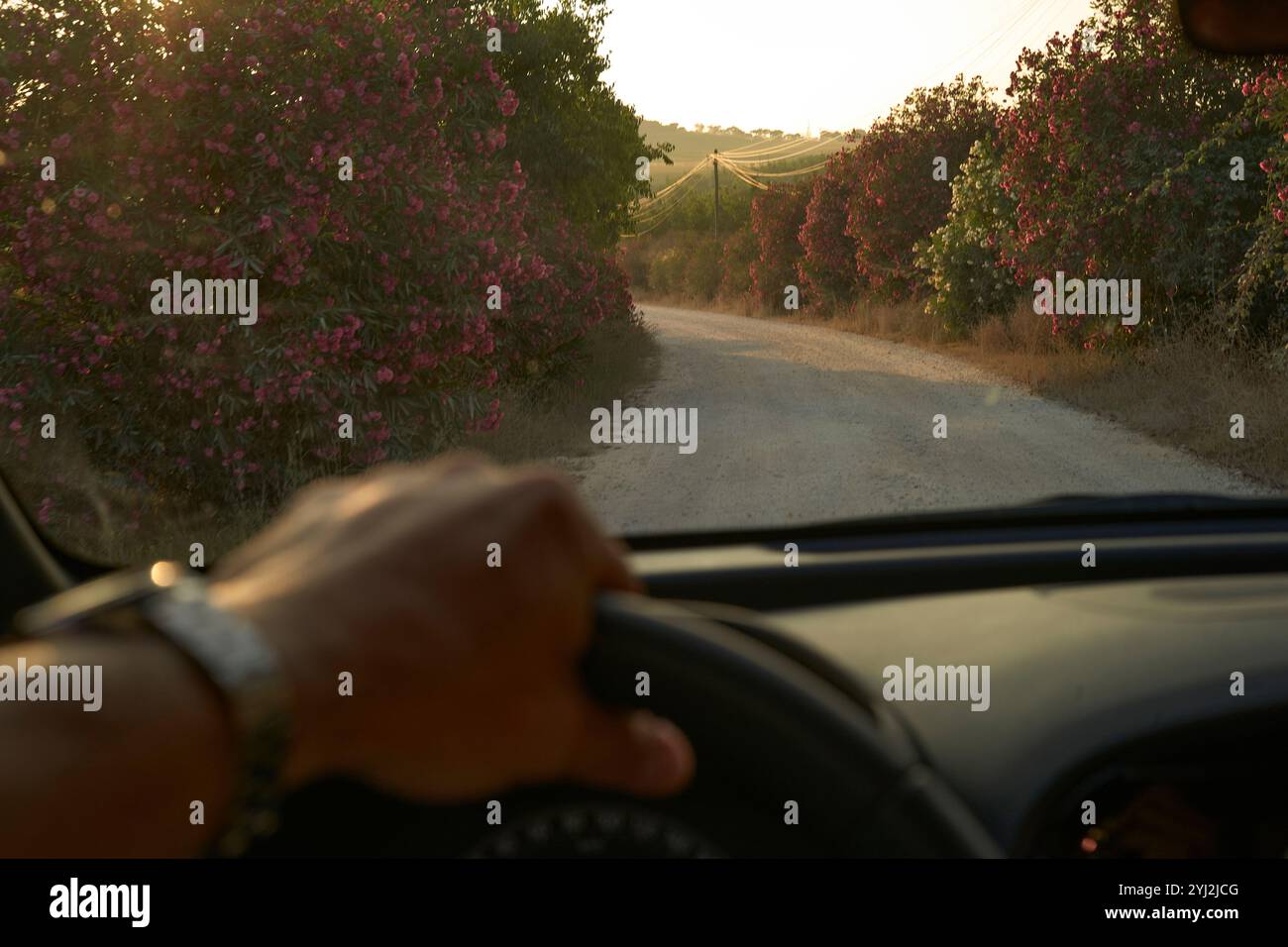 Vista ravvicinata del braccio di un uomo con un orologio da polso che guida un'auto su una strada di campagna circondata da lussureggianti fiori rosa al tramonto Foto Stock