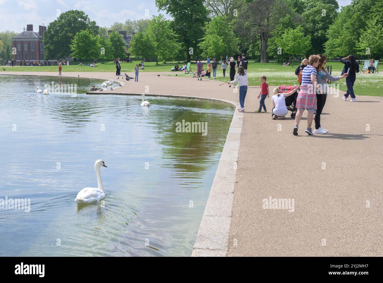 Londra, Regno Unito. Il Round Pond a Kensington Gardens. Disattivare i cigni e le persone che scattano foto Foto Stock