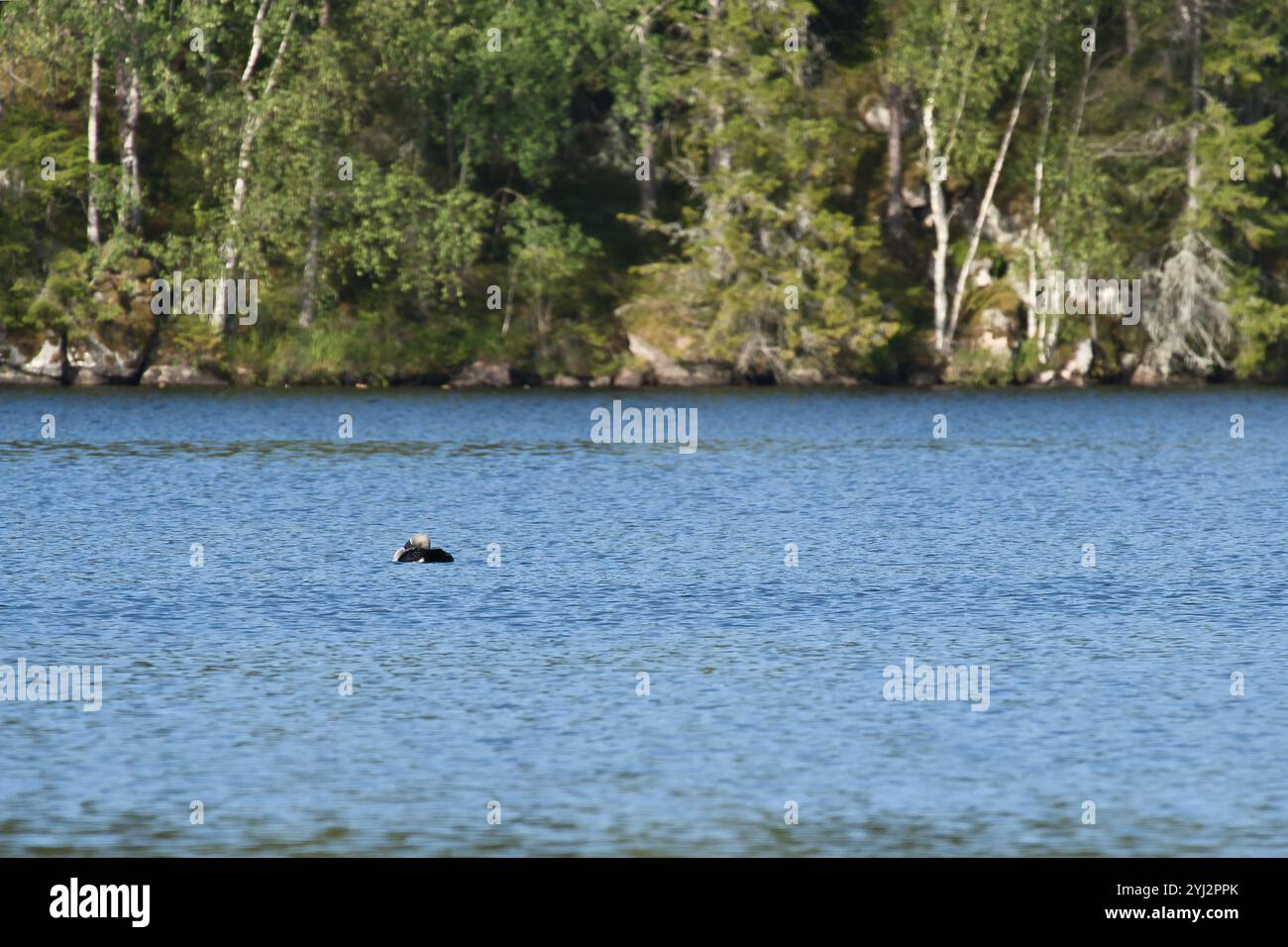 Grande uccello subacqueo in un lago svedese, di fronte agli alberi sulla riva. Acqua blu natura selvaggia. La fauna selvatica scandinava del nord Foto Stock