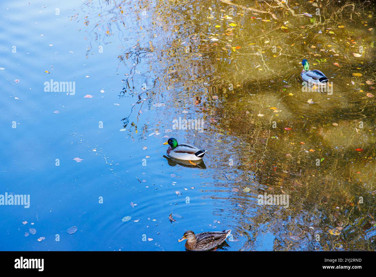 Tre anatre domestiche, due maschi e una femmina che nuotano pacificamente, foglie secche e riflessi della luce solare sulla superficie dell'acqua, giorno di sole a Ubach-Palenberg Foto Stock