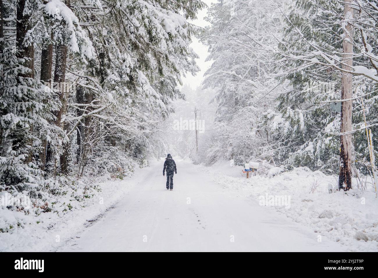 Una donna cammina lungo una strada innevata fiancheggiata da alberi carichi di neve. Foto Stock