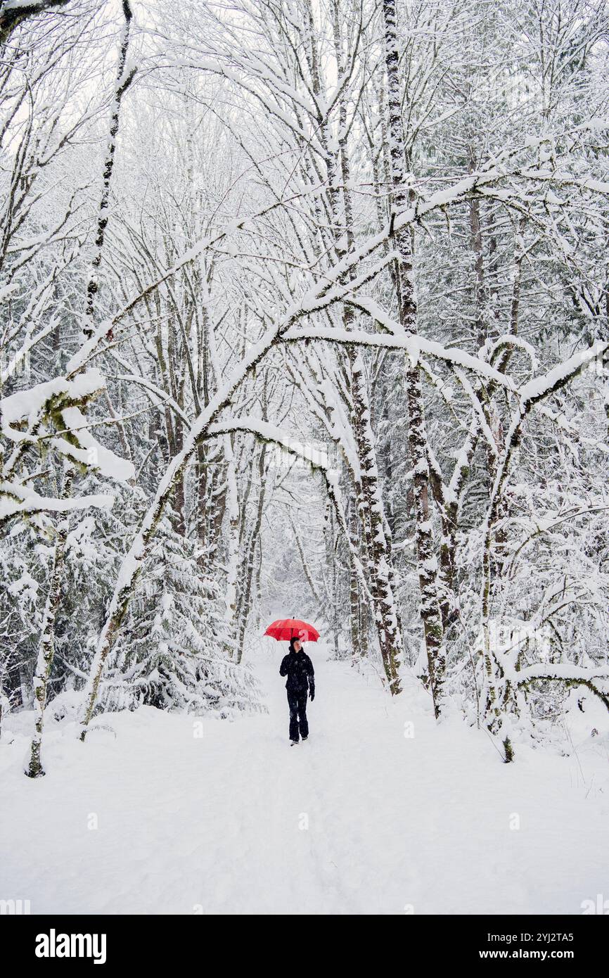 Una donna con un ombrello rosso cammina attraverso una foresta innevata con alberi ricoperti di bianco. Foto Stock