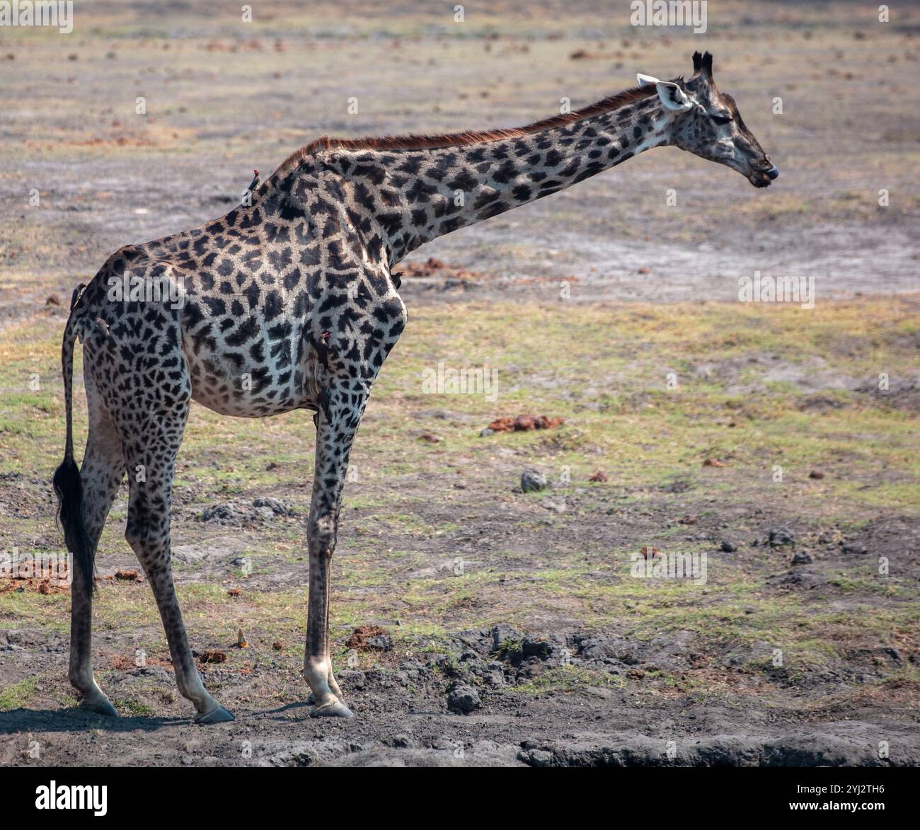 Giraffa, animale da safari a collo lungo al parco nazionale del Chobe in Botswana, Africa Foto Stock