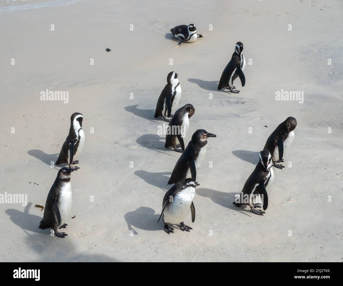 Pinguini africani, Spheniscus demersus, noti anche come pinguini del Capo che camminano sulla spiaggia di Boulders in Sudafrica Foto Stock