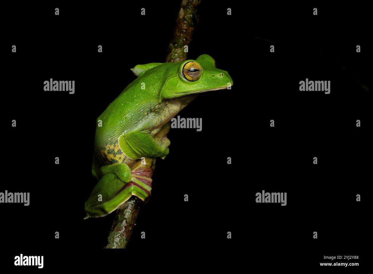 La rana volante del Malabar o rana volante del Malabar è una specie di rana arborea rinvenuta nei Ghati occidentali dell'India. Foto Stock