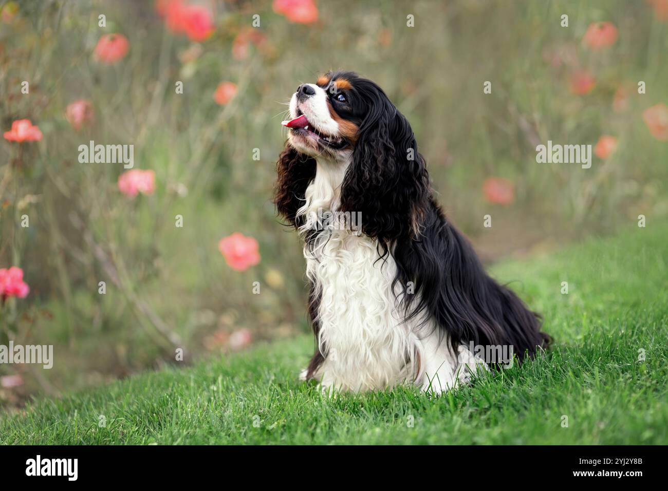 Ritratto del felice cavaliere sorridente re carlo spaniel seduto sull'erba verde Foto Stock