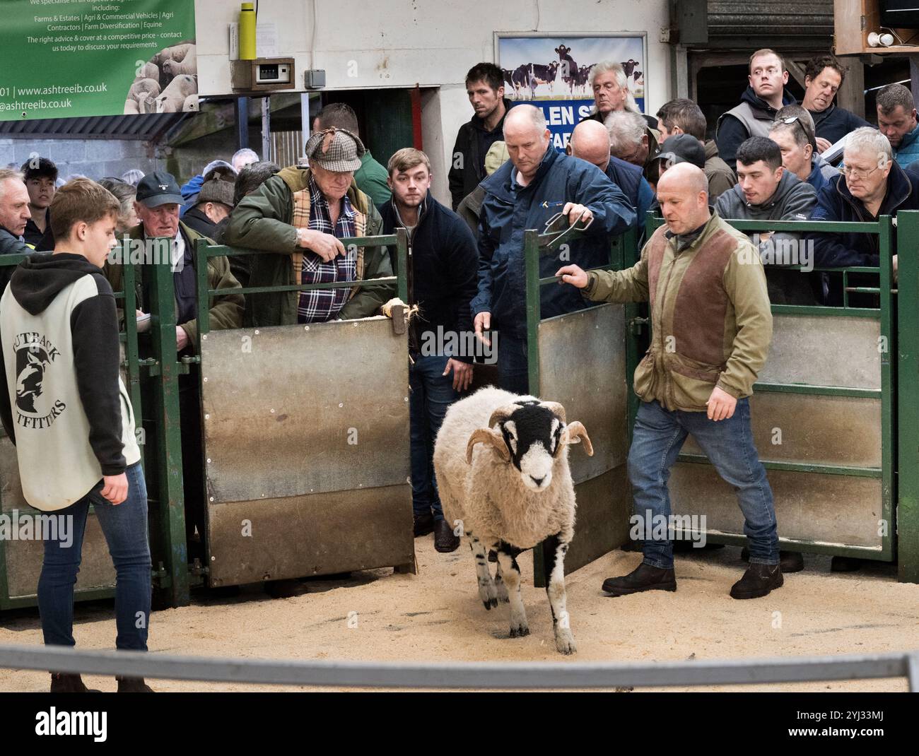 Rams nel ring di vendita all'annuale fiera e vendita di Swaledale, Rams, Hawes Auction Mart, North Yorkshire, Regno Unito. Foto Stock