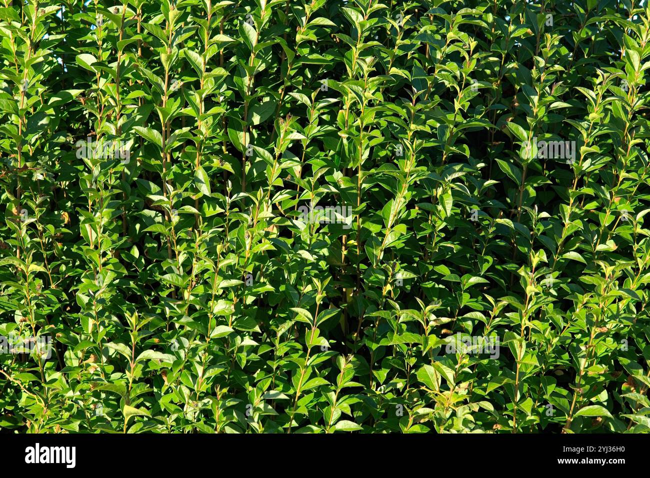 Primo piano su una siepe Privet illuminata dal sole Foto Stock