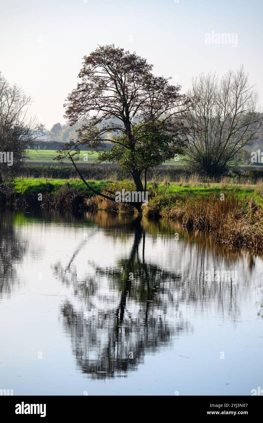 Tree riflessa in acqua di fiume Foto Stock