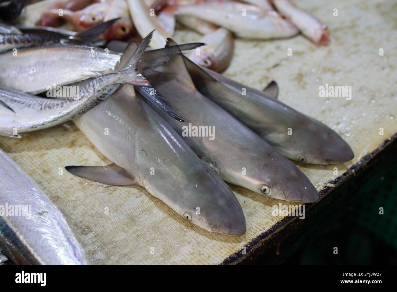 Primo piano di piccoli squali appena pescati e vari pesci esposti su un tavolo del mercato. Foto Stock