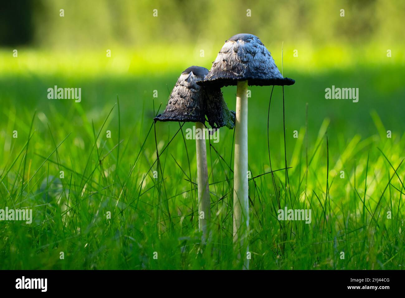 I funghi sterminati sono cresciuti sul prato Foto Stock