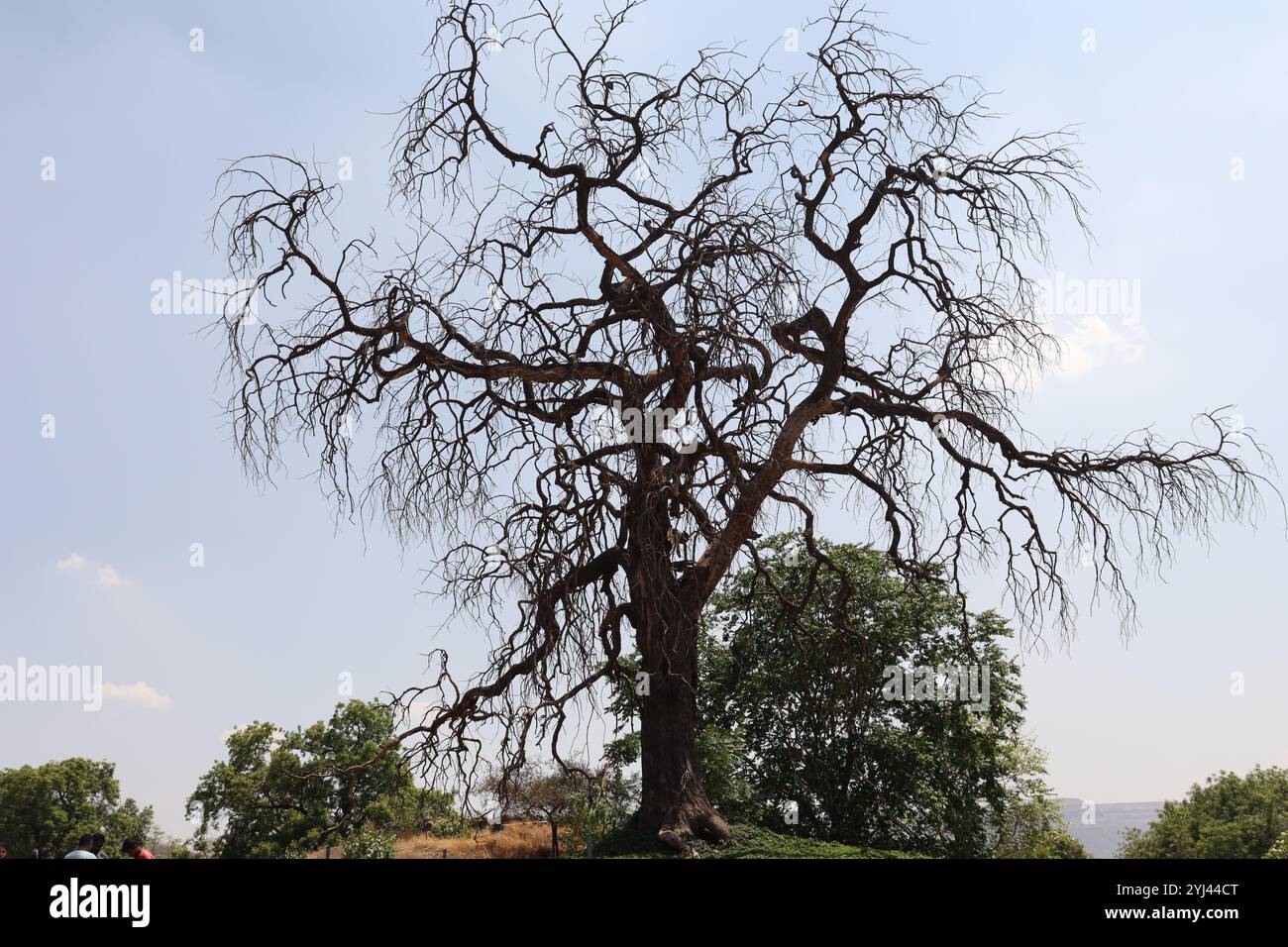 Albero spettrale Foto Stock