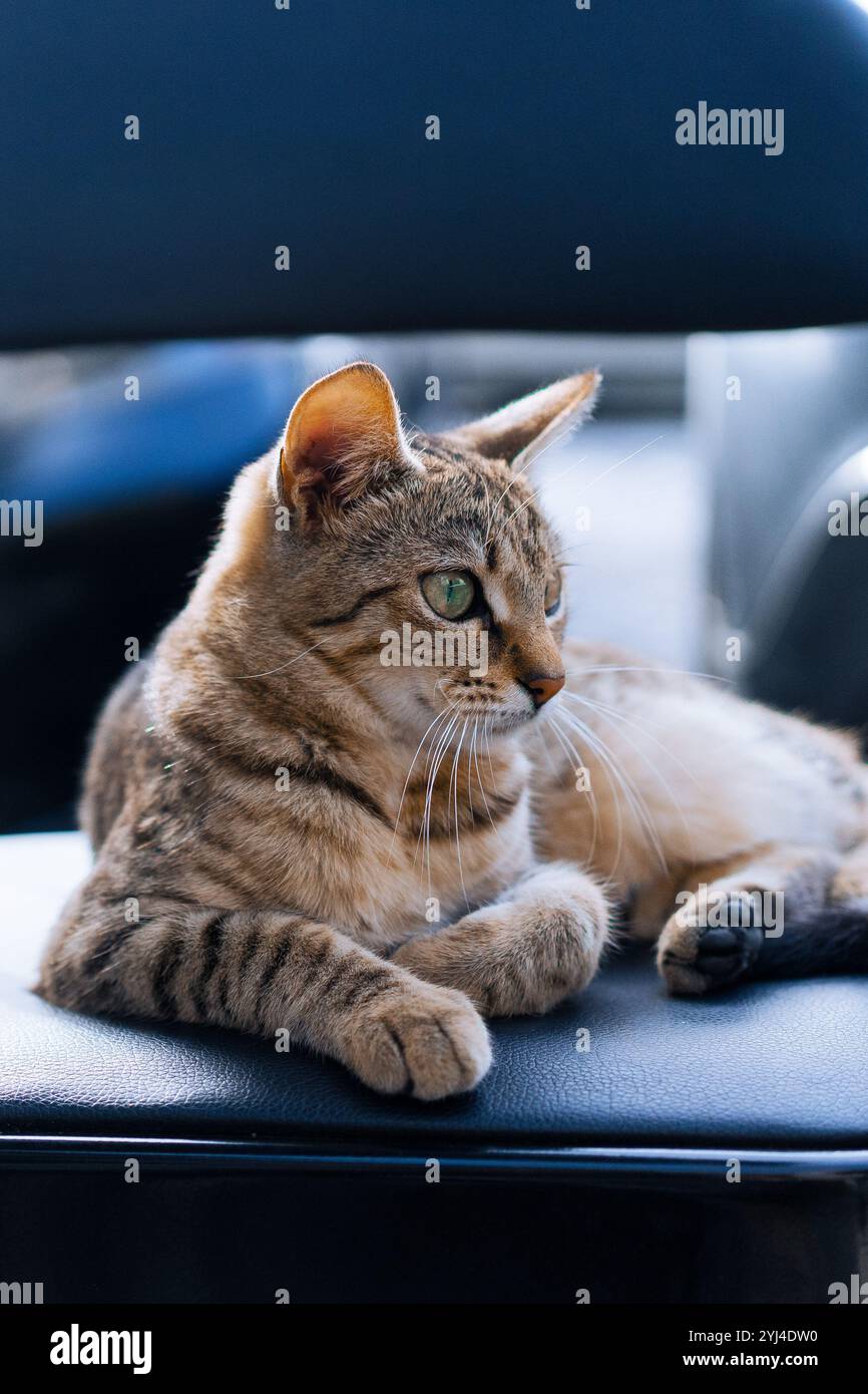 Un gatto questo occhi intelligenti è seduto su una sedia, guardando a destra Foto Stock