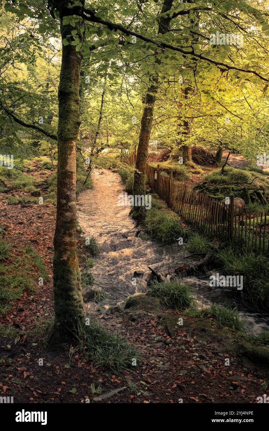 Cascate di Golitha. Un fiume inondato Fowey traboccante mentre scorre attraverso l'antico bosco di Draynes Wood sul Bodmin Moor in Cornovaglia nel Regno Unito. Foto Stock