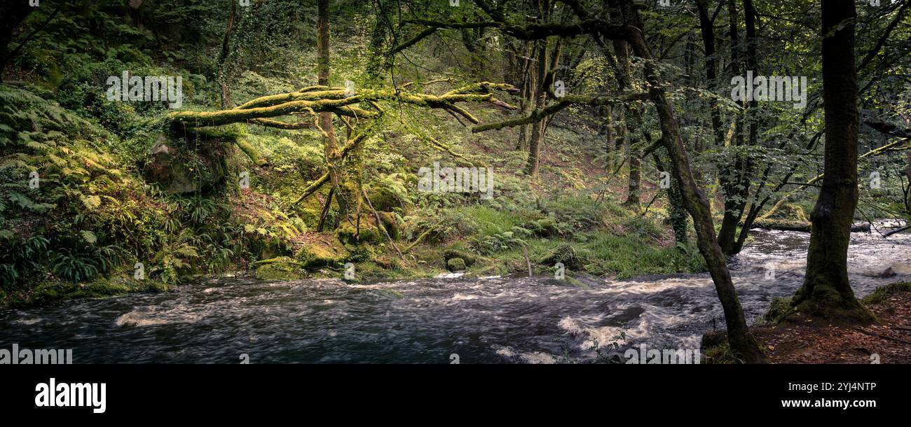 Cascate di Golitha. Un'immagine panoramica del fiume Fowey che scorre attraverso l'antico bosco di querce di Draynes Wood sul Bodmin Moor in Cornovaglia nel Regno Unito. Foto Stock