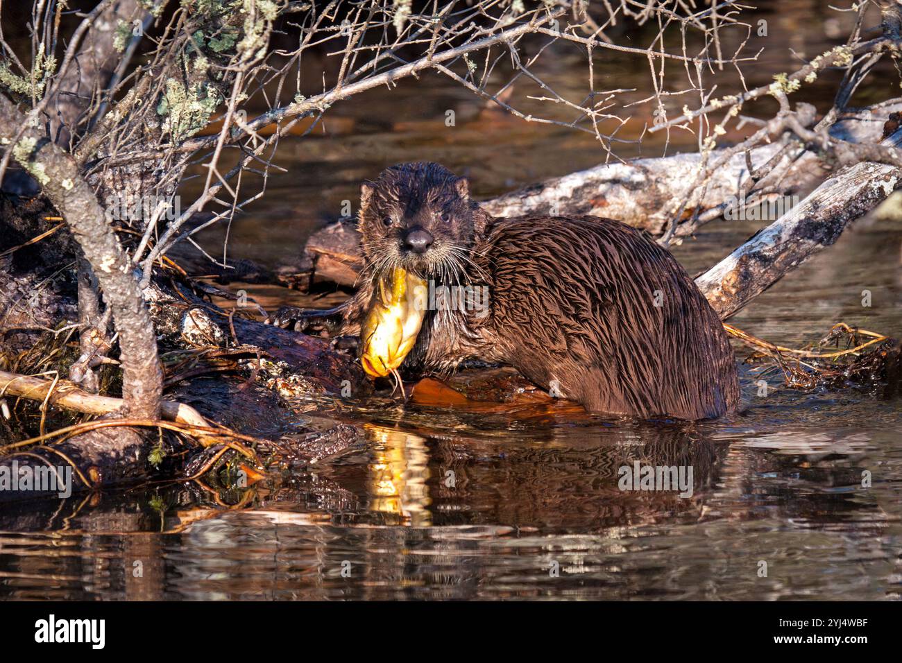 Una lontra di fiume catturata e inizia a mangiare un pesce gatto sotto gli arti caduti. La testa del pesce gatto si stacca dalla bocca della lontra mentre guarda in t Foto Stock