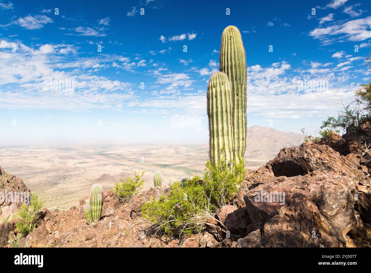 Giovani cactus di saguaro che crescono vicino alla vetta del Picacho Peak, sopra la i-10, tagliando attraverso il fondo del deserto. Picacho Peak State Park, Arizona Foto Stock
