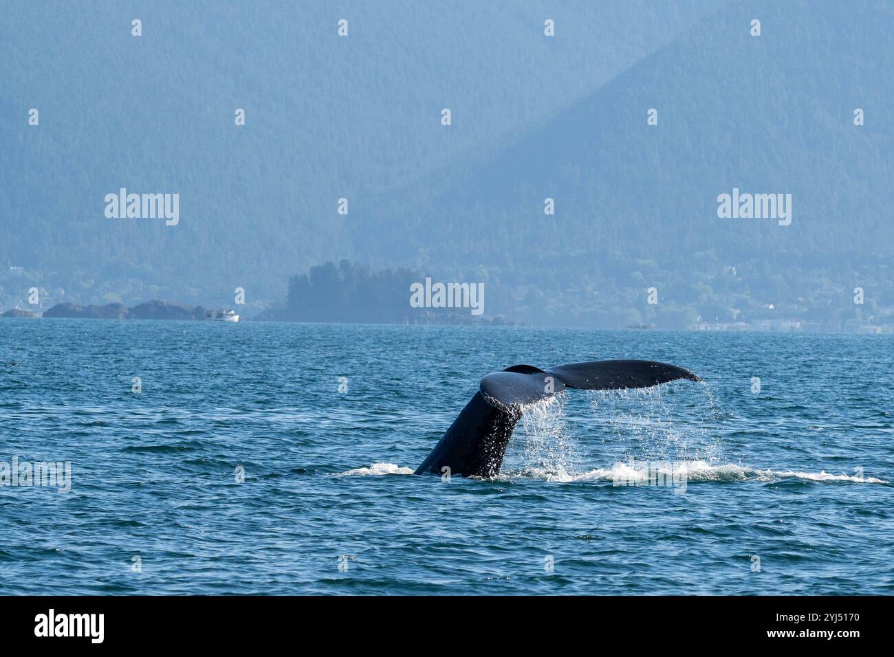 Alaska, Stika, Sitka Sound, megattere. Foto Stock