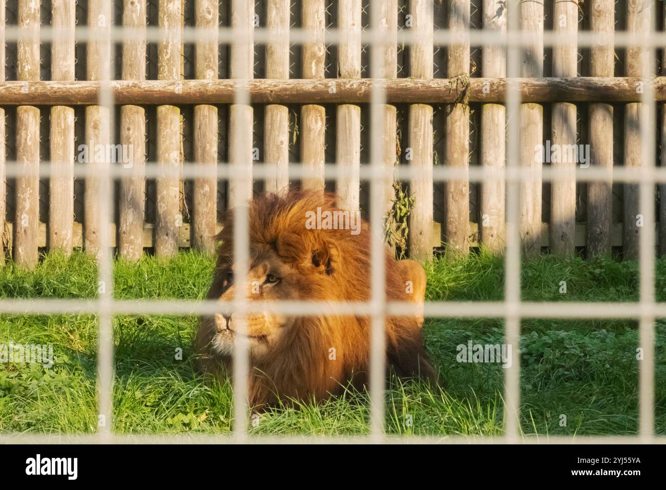 Inghilterra, Kent, Wingham, Wingham Wildlife Park, Lion Foto Stock