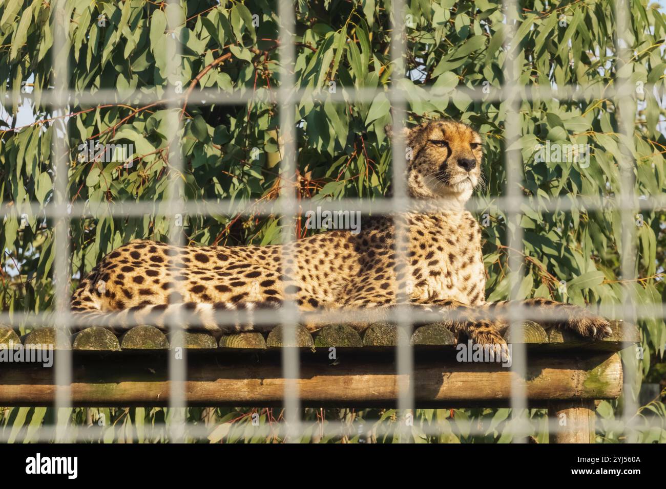 Inghilterra, Kent, Wingham, Wingham Wildlife Park, Cheetah Foto Stock