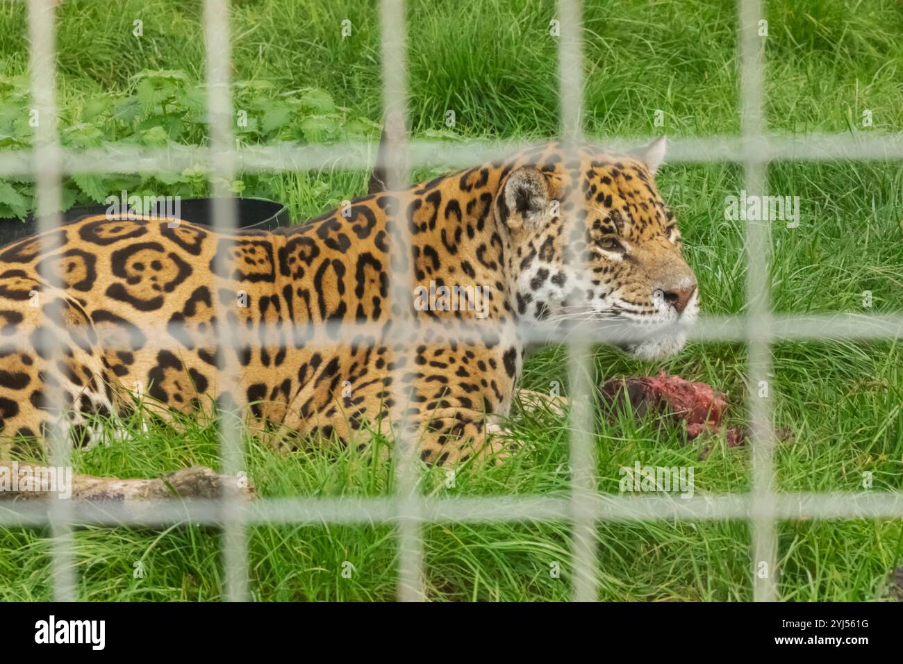 Inghilterra, Kent, Wingham, Wingham Wildlife Park, Jaguar Foto Stock