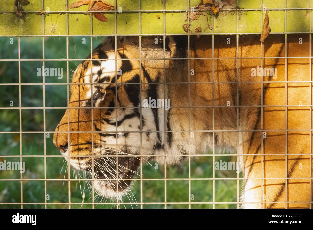 Inghilterra, Kent, Wingham, Wingham Wildlife Park, Tiger Foto Stock