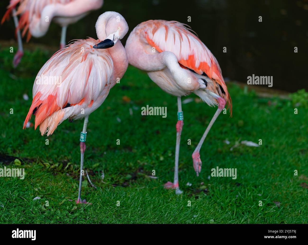 Grande flamingo in cattività Foto Stock