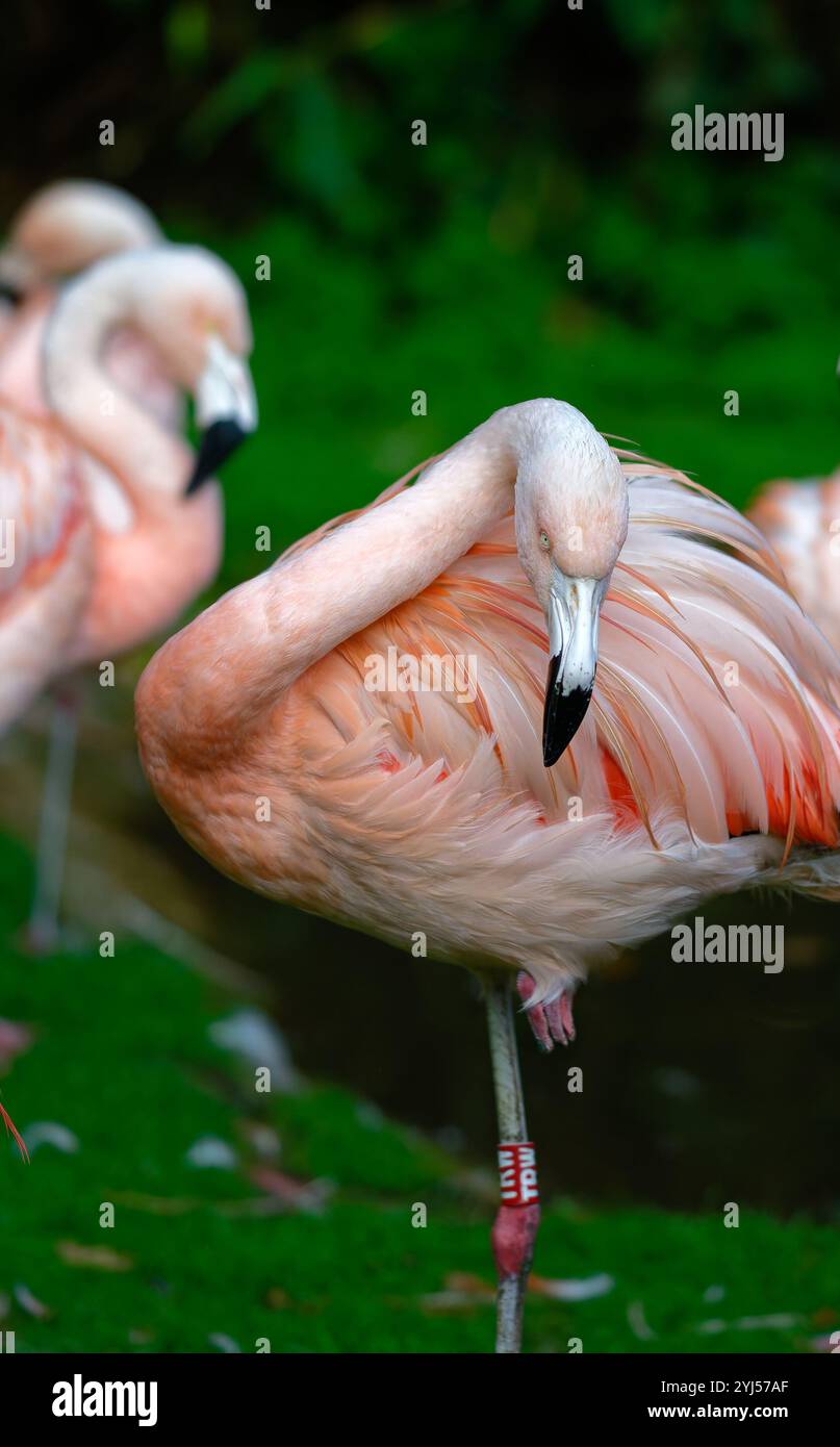 Grande flamingo in cattività Foto Stock