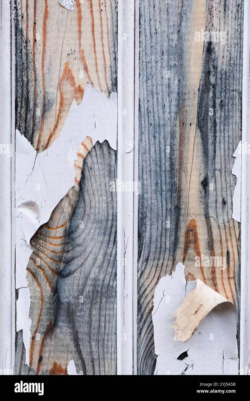 Vernice scheggiata da una recinzione di legno Foto Stock