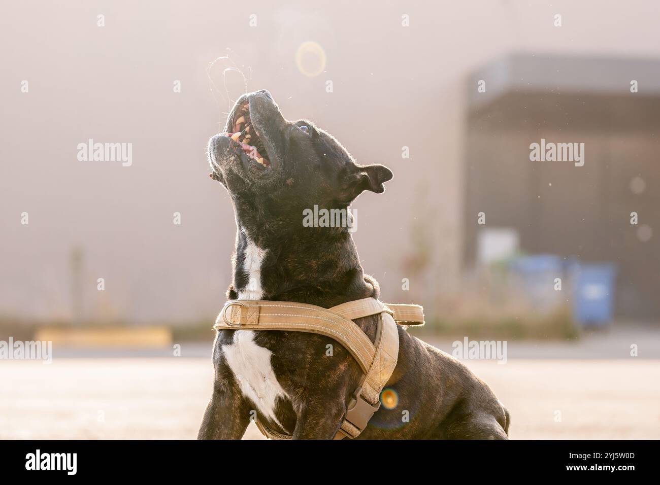Ritratto di cane. Un brindle e bianco staffordshire terrier. Amstaff, stafford. Foto Stock