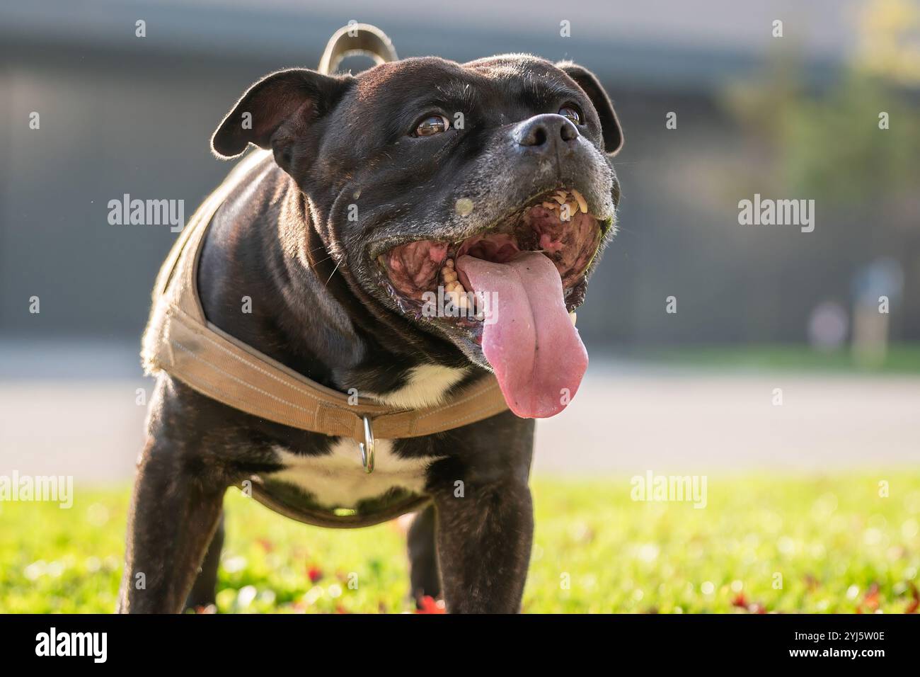 Ritratto di cane. Un brindle e bianco staffordshire terrier. Amstaff, stafford. Foto Stock