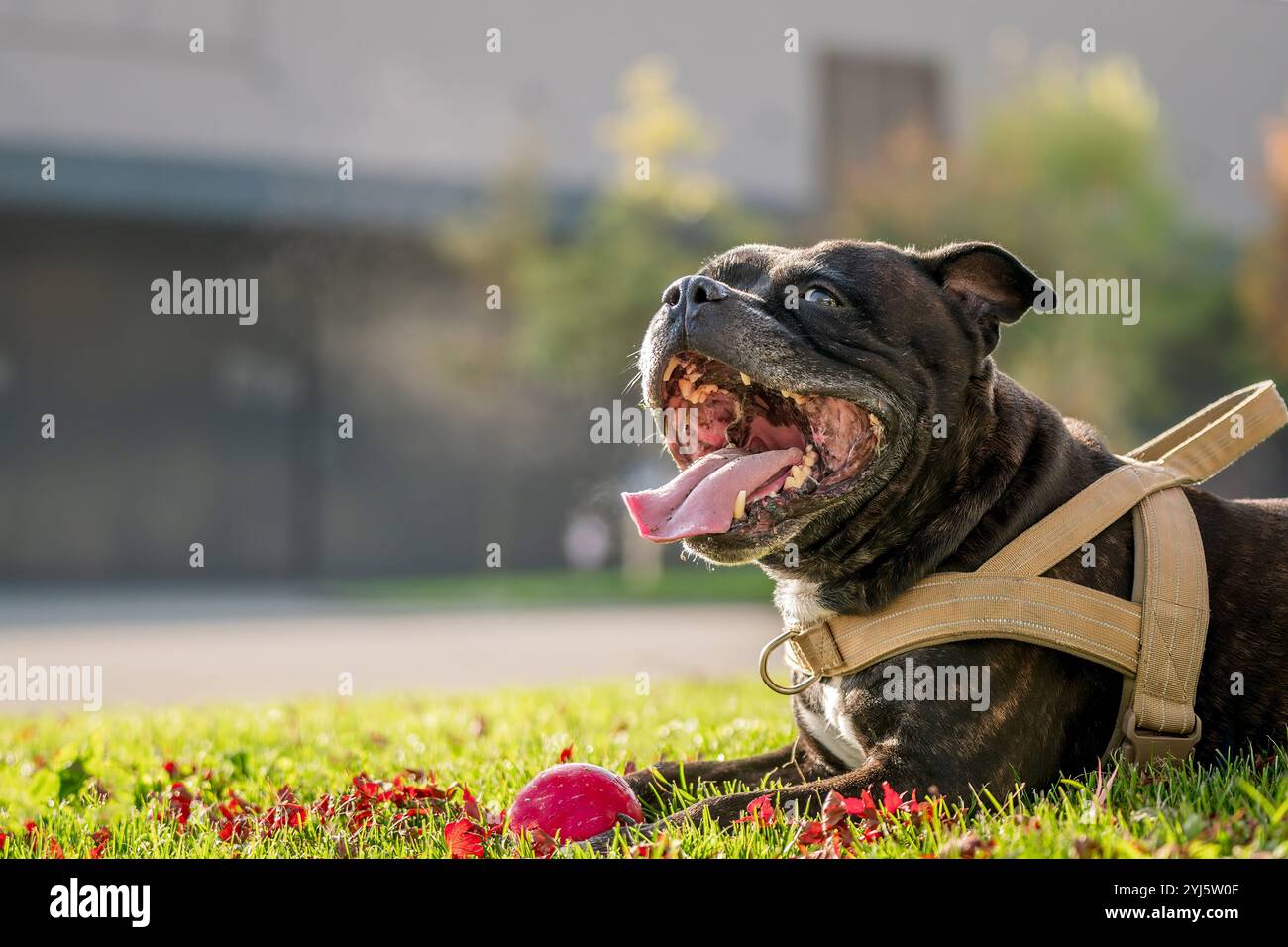 Ritratto di cane. Un brindle e bianco staffordshire terrier. Amstaff, stafford. Foto Stock