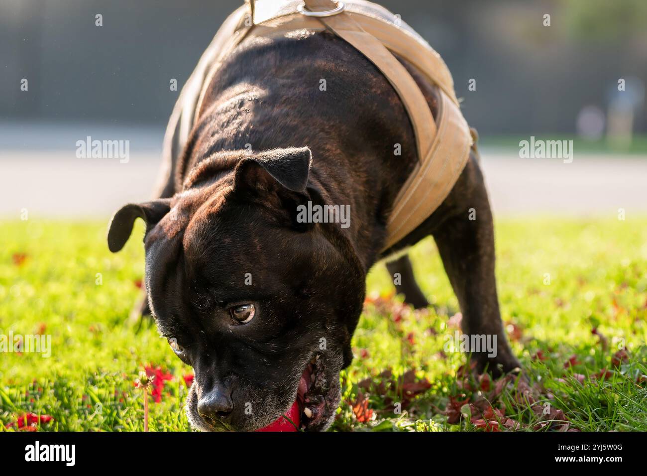 Il cane sta giocando a palla. Un brindle e bianco staffordshire terrier. Amstaff, stafford. Foto Stock