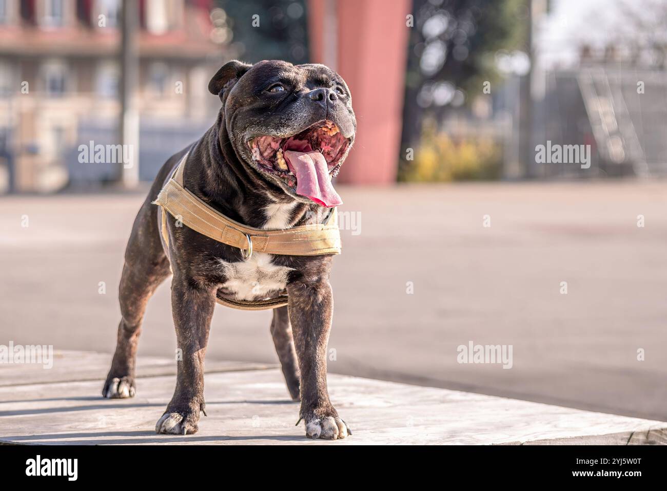 Ritratto di cane. Un brindle e bianco staffordshire terrier. Amstaff, stafford. Foto Stock