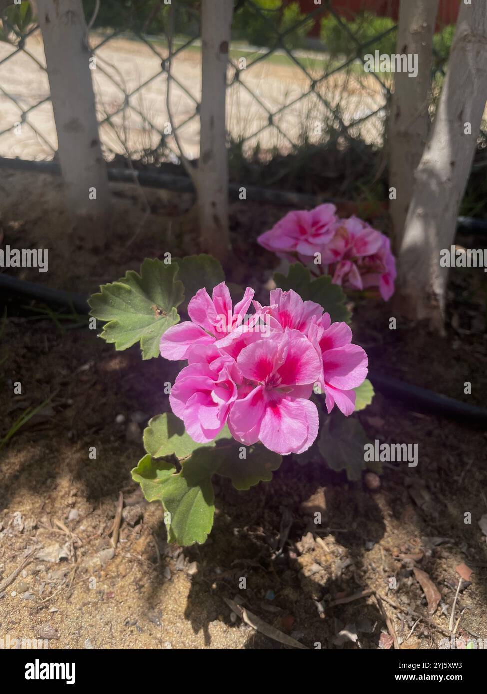 fiore rosa - Immagine stock catturata con smartphone