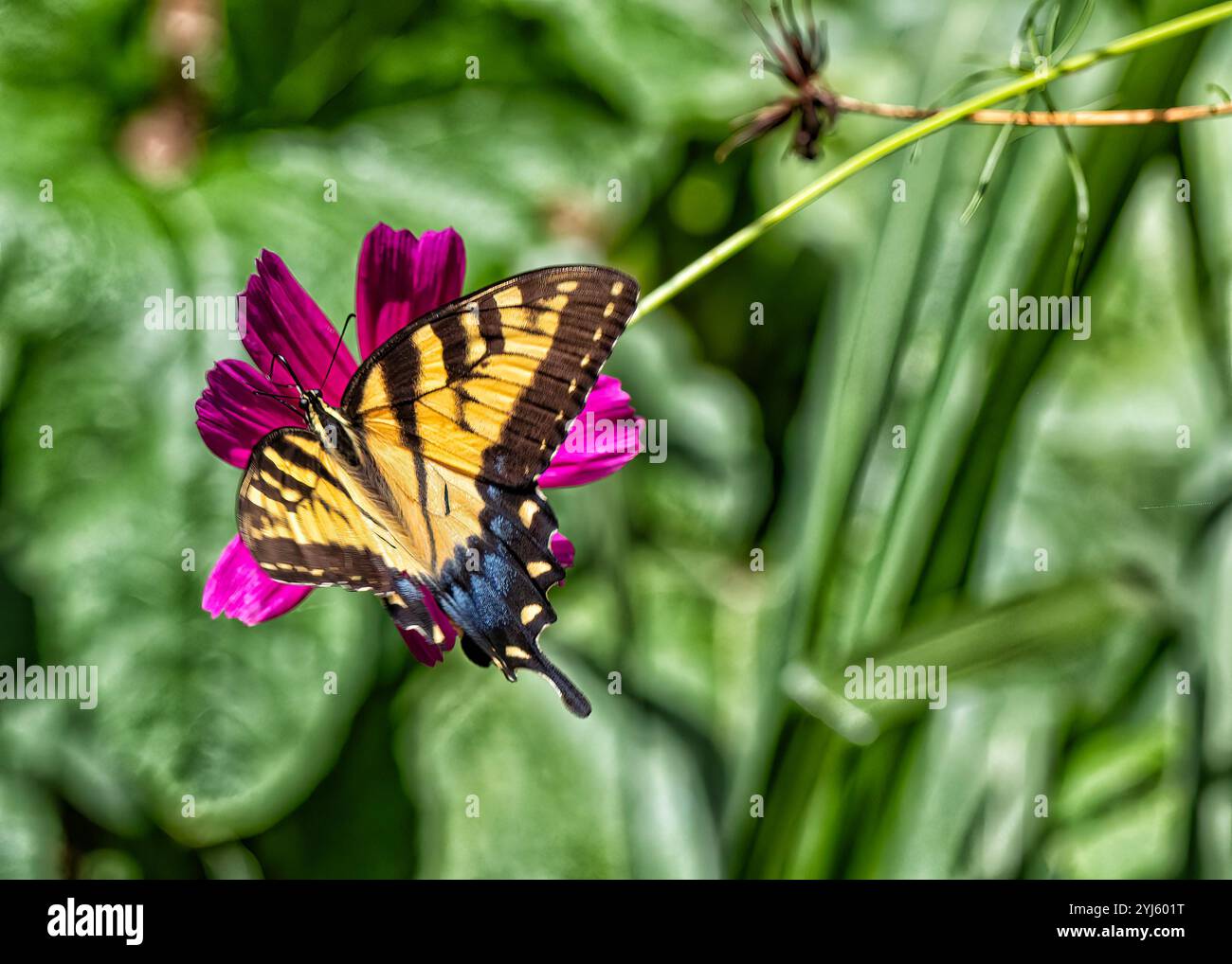 Una splendida farfalla con sorprendenti ali gialle e nere poggia delicatamente su un luminoso fiore viola in un lussureggiante giardino verde. Foto Stock