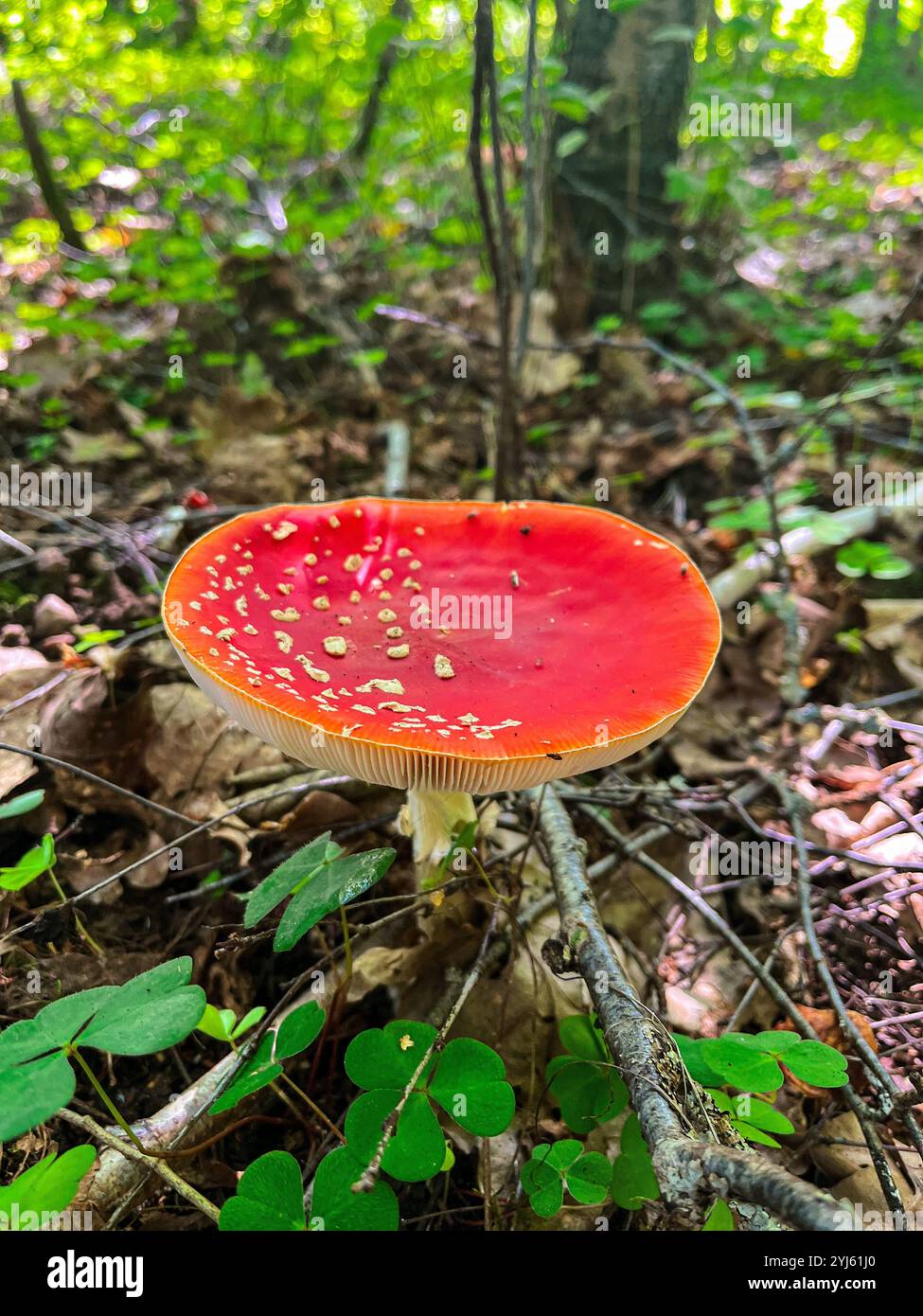 Fungo Amanita muscaria nella foresta selvatica. Lituania. - Immagine stock catturata con smartphone