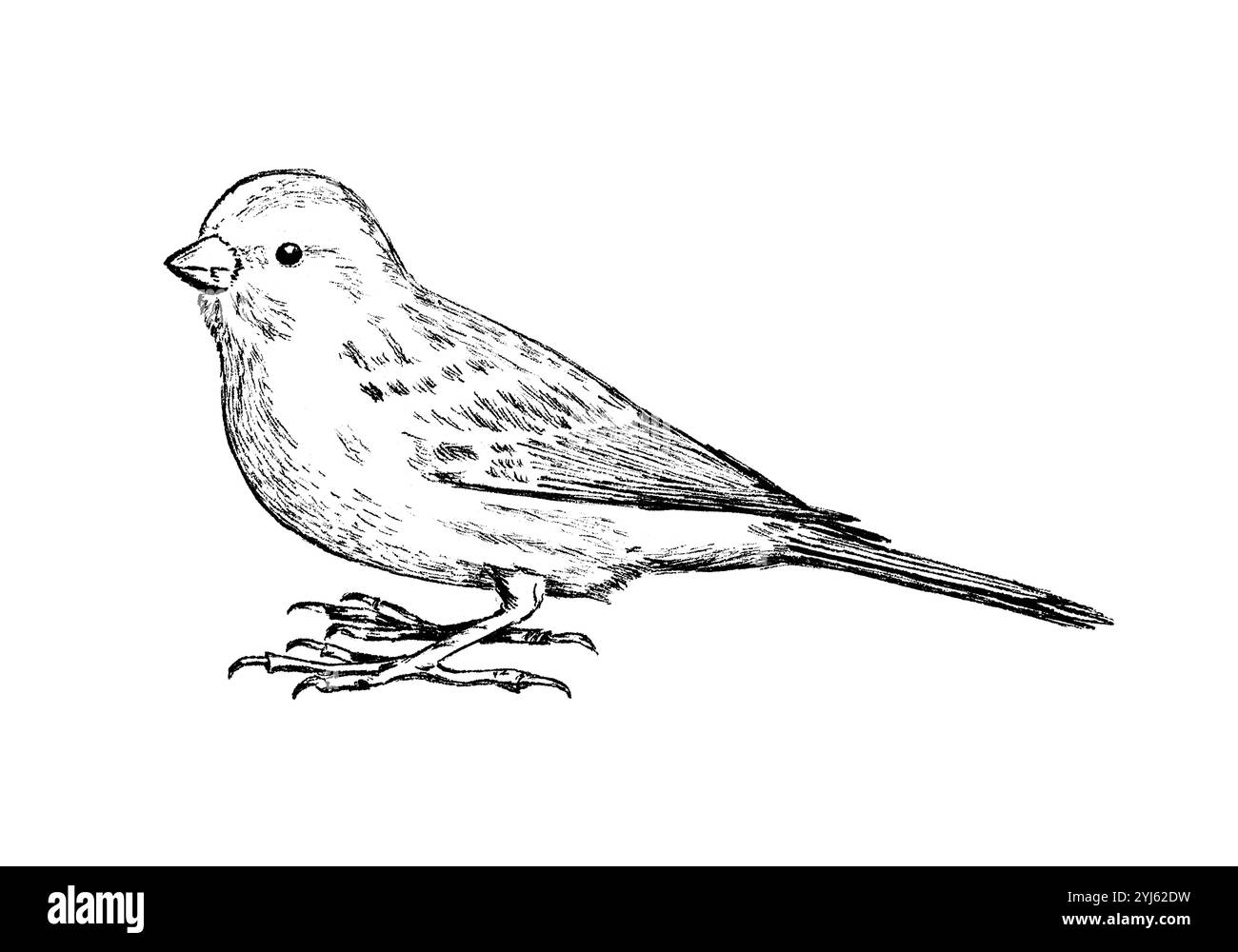 Disegno a inchiostro di Atlantic canary, Serinus canaria, monocromatico Foto Stock