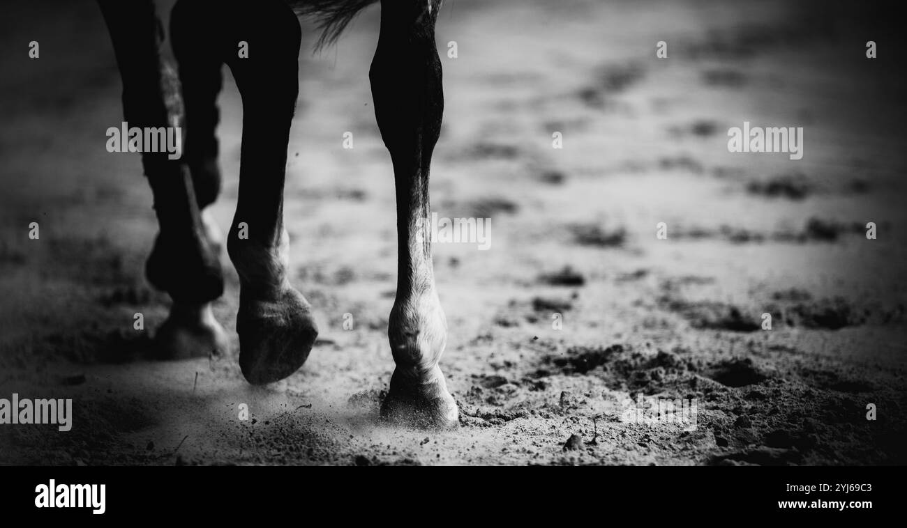 Una fotografia in bianco e nero di un cavallo in rapido movimento, con i suoi zoccoli che lasciano impronte sulla sabbia. Foto Stock