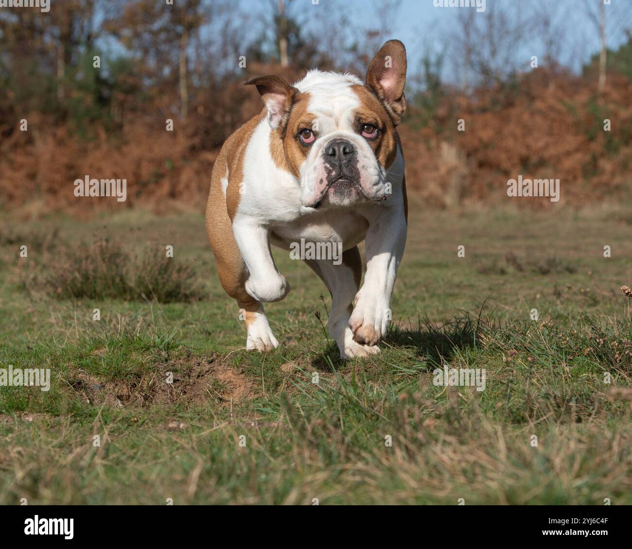 bulldog che corre verso la telecamera in campagna Foto Stock