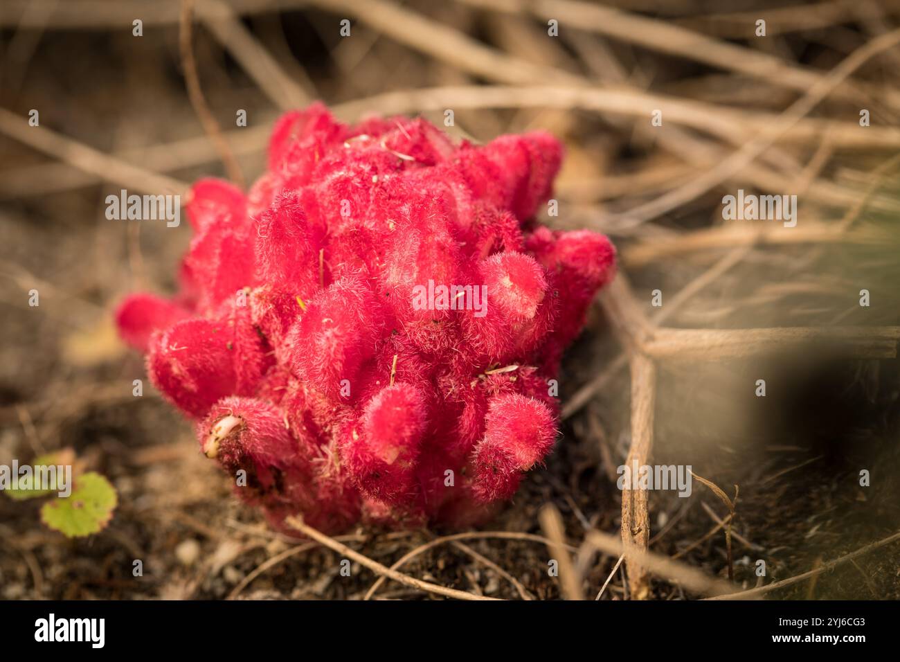 Questo Inkblom, Hyobanche sanguinea, segna la prima osservazione di questa specie nel Cape Flats Sand Fynbos in recupero a Lower Tokai, città del Capo. Foto Stock
