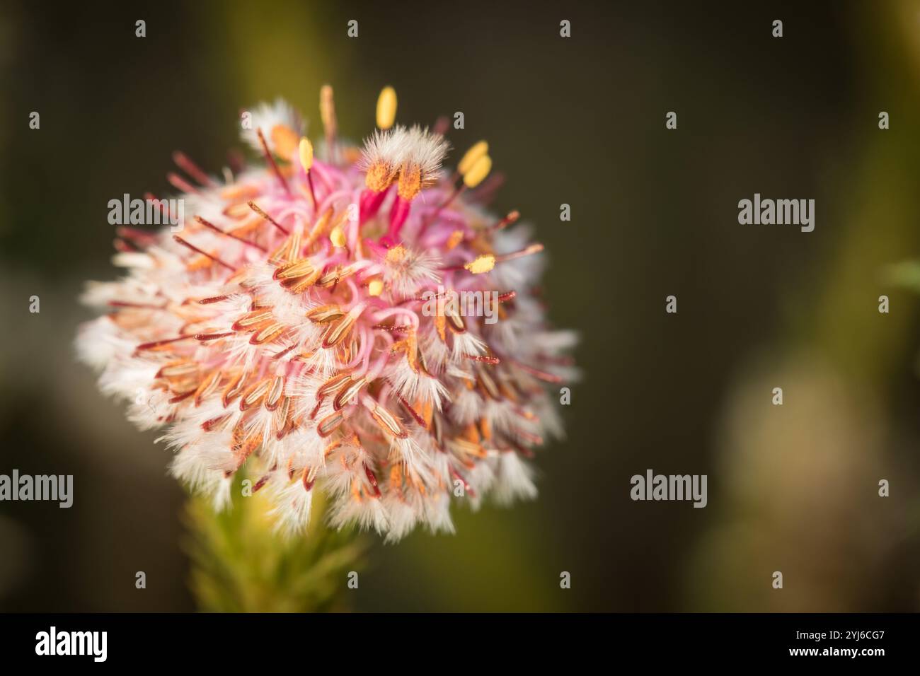 La fioritura di uno stelo di serpente o Trident Spiderhead, in pericolo critico, Serruria trilopha. Questo genere appariscente è endemico del regno floreale del Capo. Foto Stock