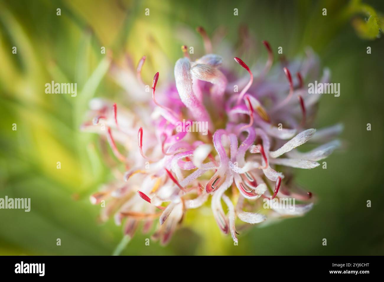 La Rondevlei Spiderhead, in pericolo di estinzione, Serruria foeniculacea, era conosciuta solo per alcune piante rimaste, Lower Tokai, Restoration Trail. Foto Stock
