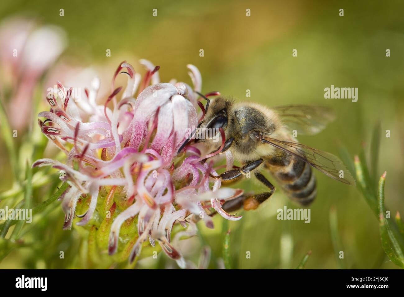 Cape Honey Bee, Apis mellifera capensis, visita Rondevlei Spiderhead, Serruria foeniculacea, Table Mountain National Park. Foto Stock