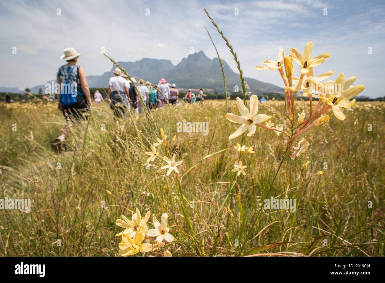 Rondebosch Common è ben noto per l'impressionante diversità geofisica, tra cui Cape Flats Sand Fynbos. Tour delle persone in una passeggiata tra le piante di Ixia paniculata. Foto Stock