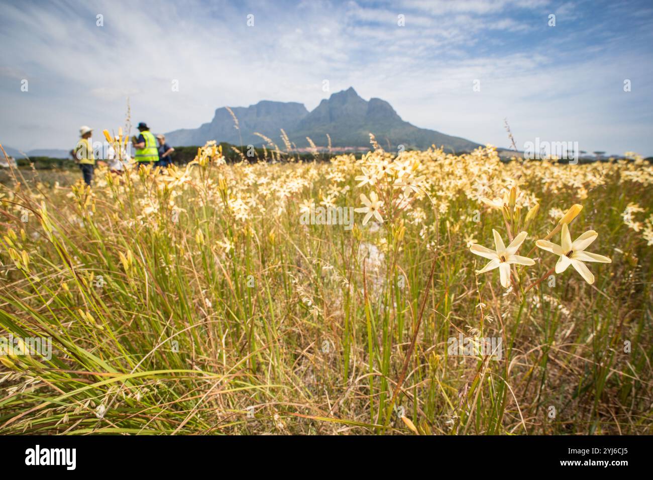 Rondebosch Common è ben noto per l'impressionante diversità geofisica, tra cui Cape Flats Sand Fynbos. Tour delle persone in una passeggiata tra le piante di Ixia paniculata. Foto Stock