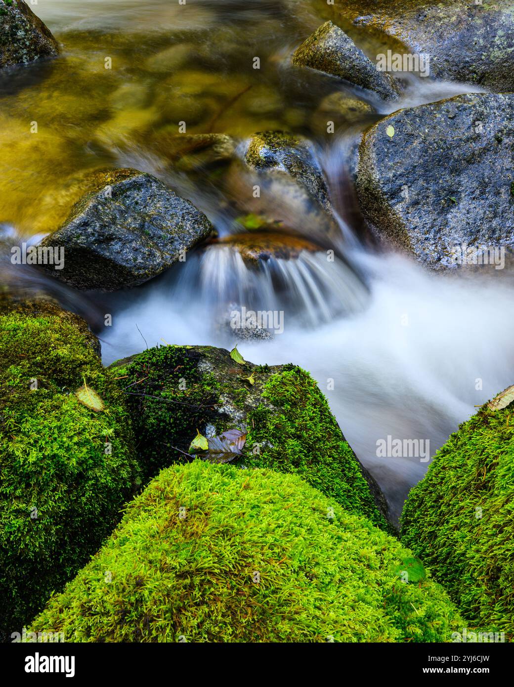 Il fresco ruscello di montagna crea una piccola cascata sulla roccia in un ambiente umido Foto Stock