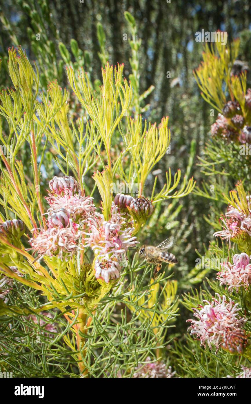 Cape Honey Bee, Apis mellifera capensis, visita Rondevlei Spiderhead, Serruria foeniculacea, Table Mountain National Park. Foto Stock