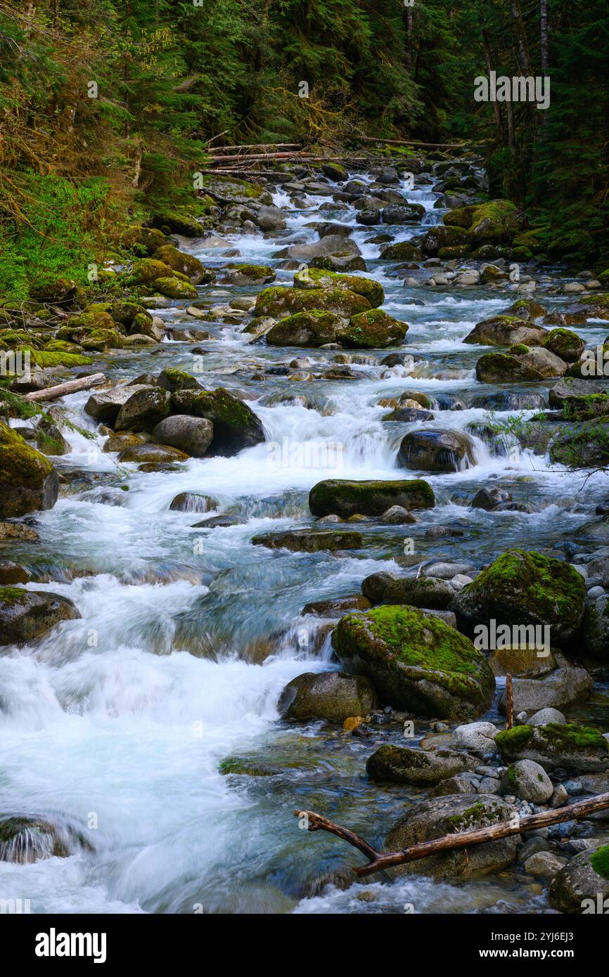 Fiume selvaggio che scorre su grandi massi nelle Cascade Mountains del Nord-ovest Pacifico Foto Stock