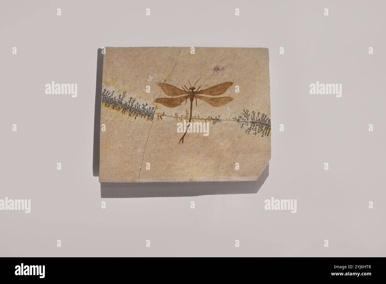 Dragonfly Fossil catturato in Stone Foto Stock